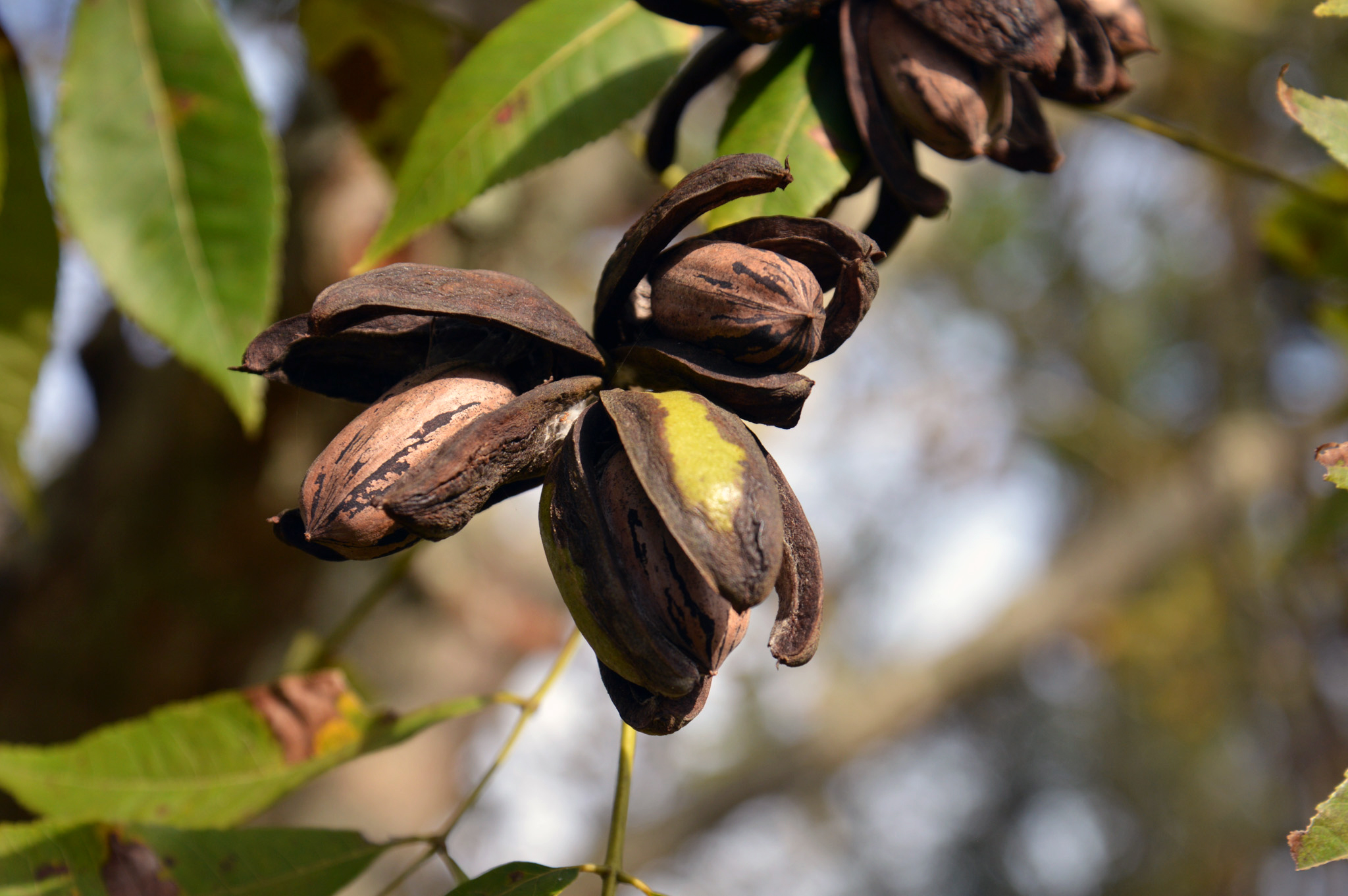 Dry early fall affecting pecan quality for some producers